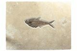 Beautiful Fossil Fish (Diplomystus) - Wyoming #233863-1